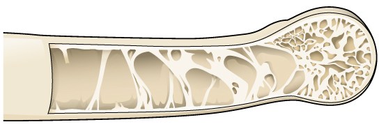 The inside of bird&rsquo;s bone, which has been optimised over millions of years for optimal stiffness and lightness.